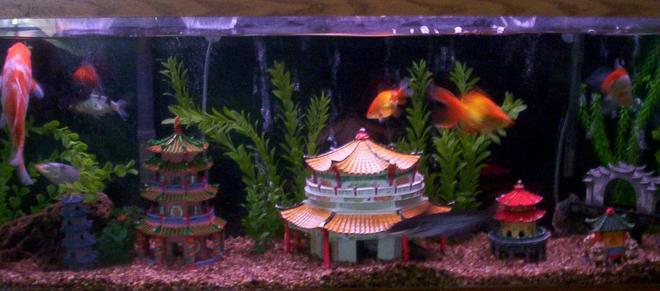 55 gallons freshwater fish tank (mostly fish and non-living decorations) - ASIAN