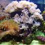 20 gallons reef tank (mostly live coral and fish) - full view