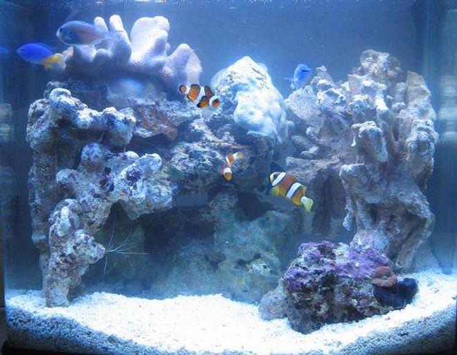 4 gallons saltwater fish tank (mostly fish, little/no live coral) - 1 WEEK OLD
My 16 litre (4 gallon) reef tank : )