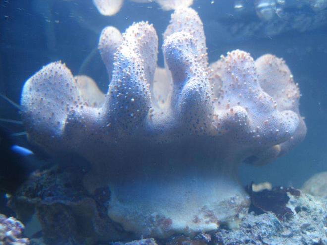 corals inverts - sinularia sp. - finger leather coral stocking in 4 gallons tank - Coral