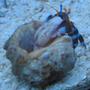 corals inverts - clibanarius tricolor - dwarf blue leg hermit crab stocking in 4 gallons tank - Blue-legged Hermit Crab (Clibanarius Tricolor)
