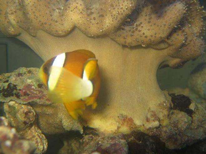saltwater fish - amphiprion clarkii - clarkii clownfish stocking in 4 gallons tank - Maroon Clownfish (Premnas Biaculeatus)