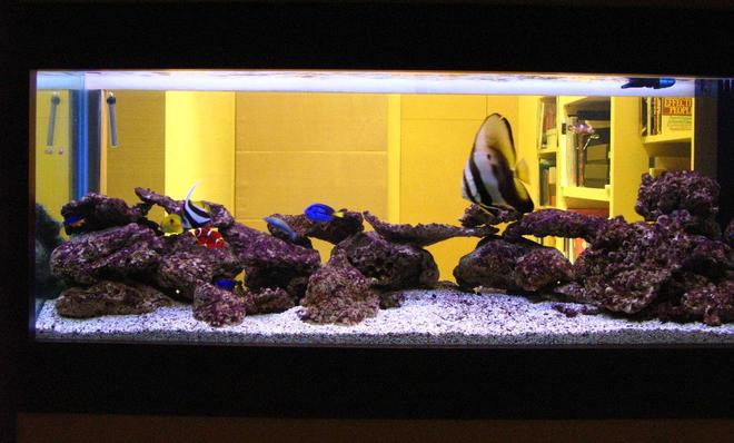 150 gallons saltwater fish tank (mostly fish, little/no live coral) - Saltwater Fish Tank with Coral Rock:
1 x Batfish, 4 x Clown Fish, 2 x Blue Damsel, 1 x Moon Wrasse, 1 x Tear Drop Butterfly, 1x MaroonClown Fish, 
1x Heniochus Butterfly, 
1 x Blue Hippo  Tang, 
1 x Lemon Damsel, 1 x Red Coris Wrasse, 1 x Copper Banded Butterfly, 
2 xYellow Belly Damsel,  1 x Six Line Wrasse, Orbicula Puffer, Miniatus Grouper