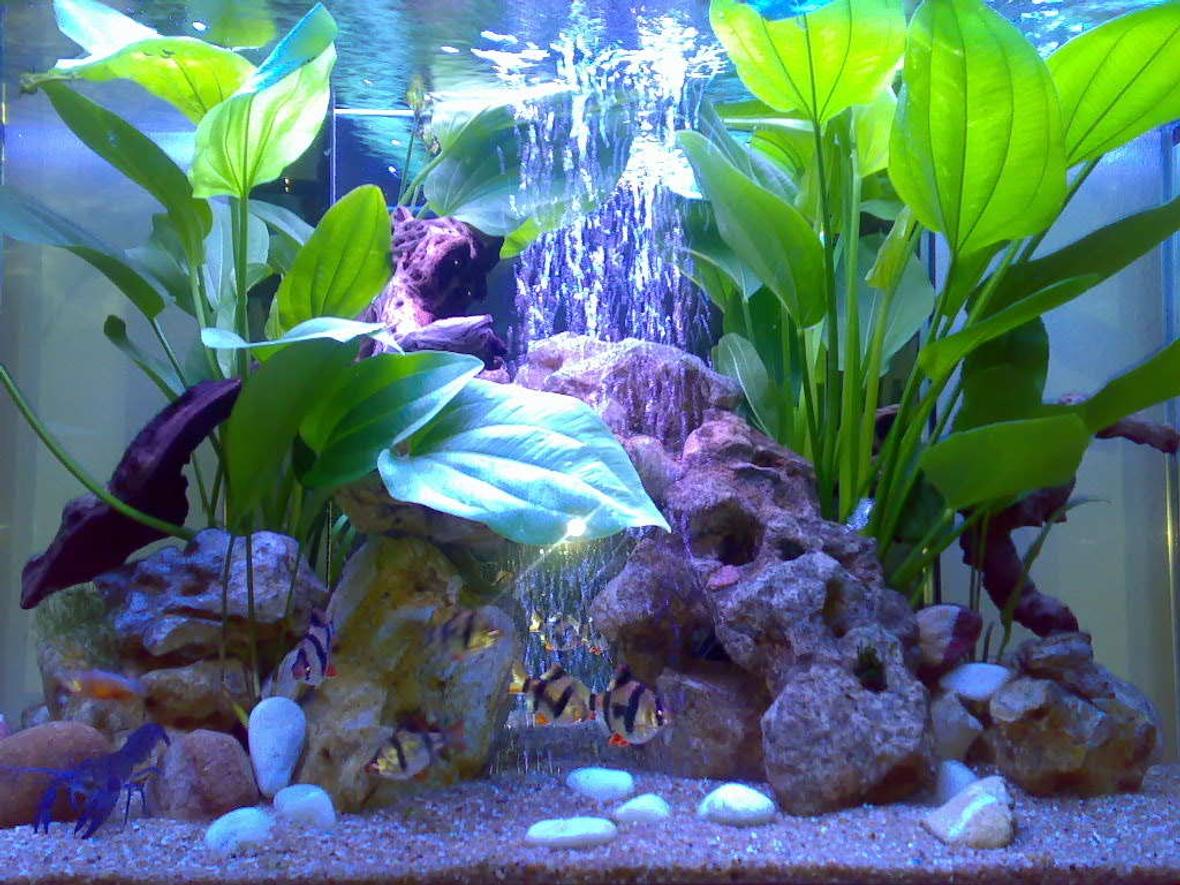 53 gallons planted tank (mostly live plants and fish) - My lobster tank