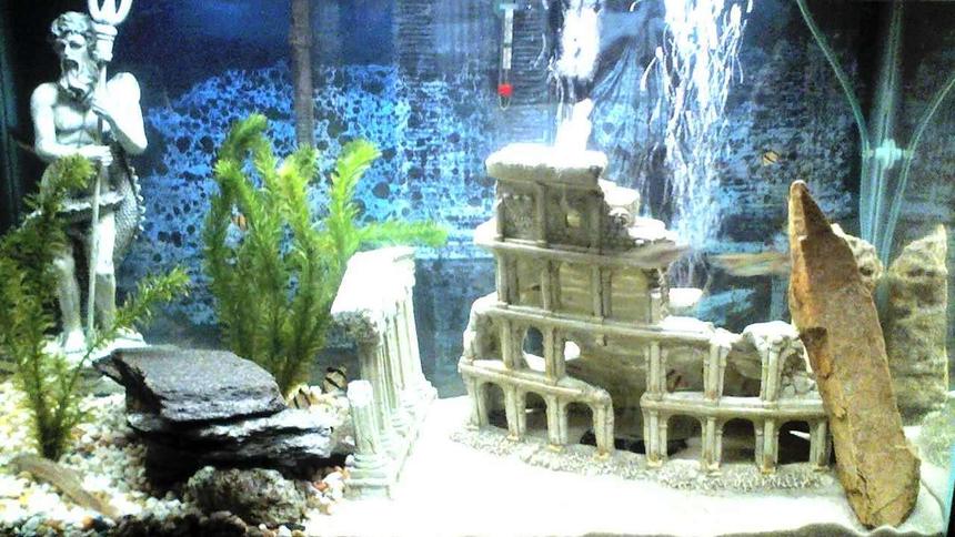 Rated #346: 30 Gallons Freshwater Fish Tank - The Greek Tank