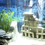 30 gallons freshwater fish tank (mostly fish and non-living decorations) - The Greek Tank