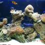 fish tank picture - (10/14/07) 30 Gallon Bow Front Reef Tank