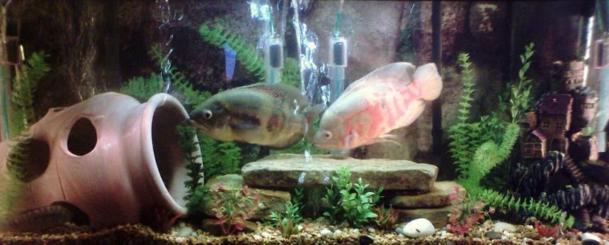 Rated #3139: 55 Gallons Freshwater Fish Tank - better picture