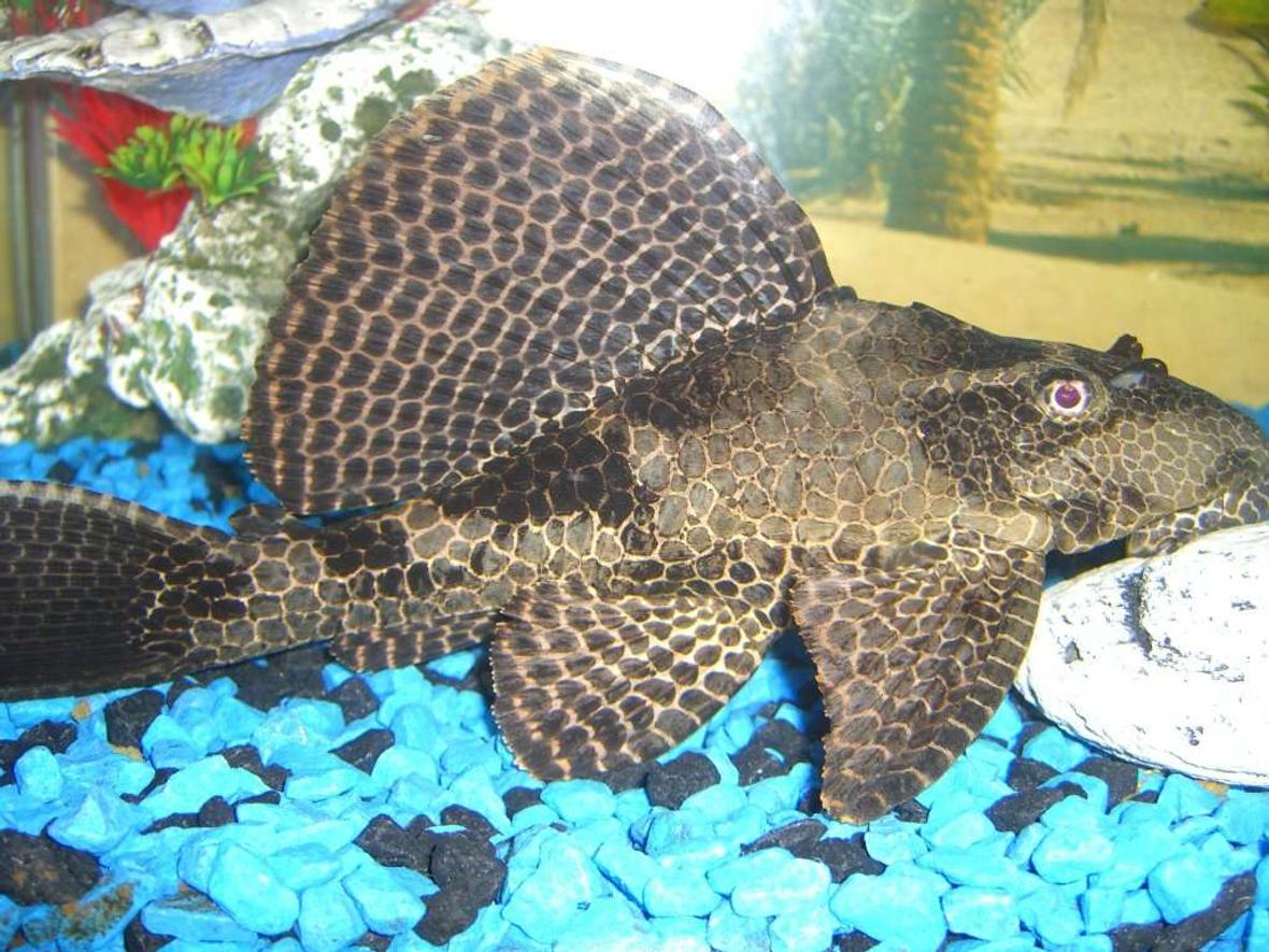 freshwater fish - pseudoacanthicus spinosus - chocolate chip spiny pleco (l-160) stocking in 60 gallons tank - pelco