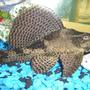 freshwater fish - pseudoacanthicus spinosus - chocolate chip spiny pleco (l-160) stocking in 60 gallons tank - pelco