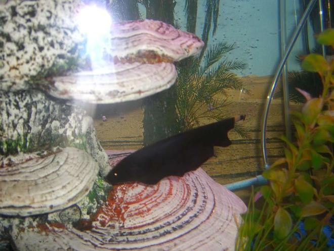 freshwater fish - apteronotus albifrons - black ghost knifefish stocking in 60 gallons tank - Ghost Knife Fish