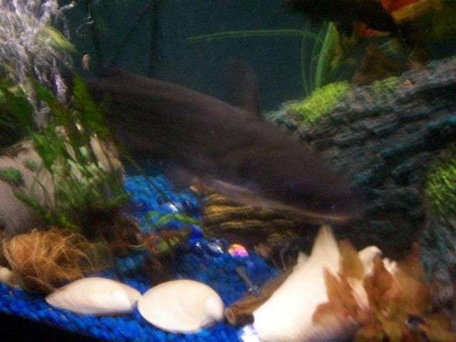 55 gallons freshwater fish tank (mostly fish and non-living decorations) - 12 inch blue channel cat
