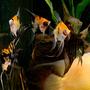 freshwater fish - pterophyllum sp. - koi angel stocking in 200 gallons tank - My herd of angelfish wait for their breakfast