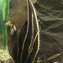 freshwater fish - platydoras costatus - striped raphael catfish stocking in 200 gallons tank - Raphael catfish