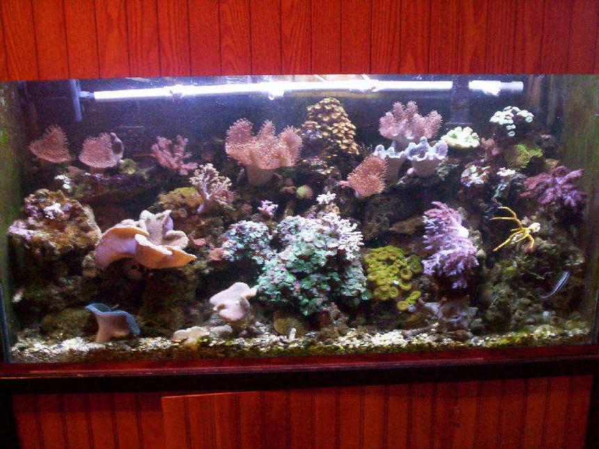Rated #54: 95 Gallons Reef Tank - Rude's REEF