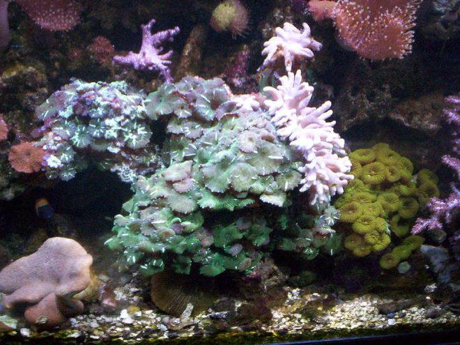corals inverts - zoanthus sp. - green polyps stocking in 95 gallons tank - Rude's tank