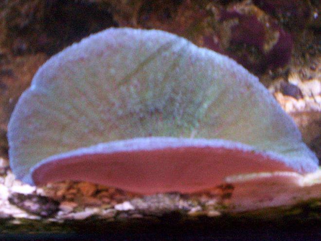 corals inverts - actinodiscus sp. - blue mushroom stocking in 95 gallons tank - shrooms
