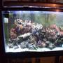 55 gallons reef tank (mostly live coral and fish) - picture of one of my fish an live corals