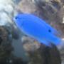 saltwater fish - chrysiptera cyanea - blue damselfish stocking in 4 gallons tank - Blue Devil