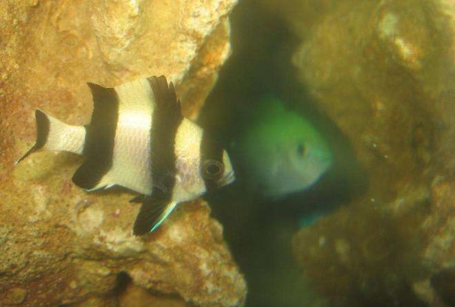 saltwater fish - dascyllus aruanus - three stripe damselfish stocking in 4 gallons tank - Three Striped Damsel vs Blue Green Chromis