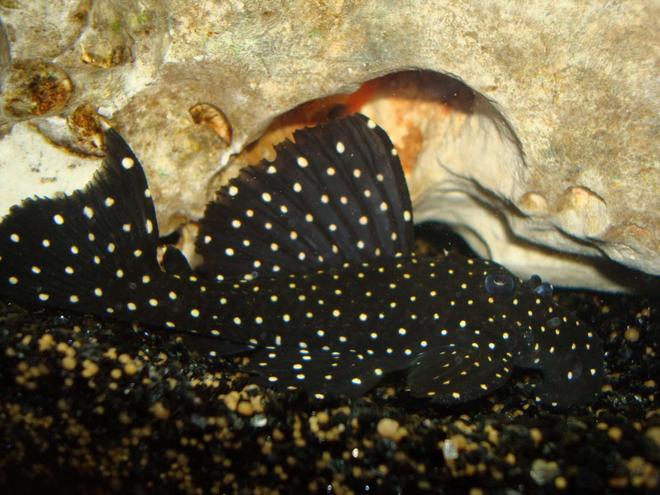 freshwater fish - leporacanthicus galaxias - galaxy pleco (l240) stocking in 138 gallons tank - My Leporacanthicus Galaxy pleco (L240)