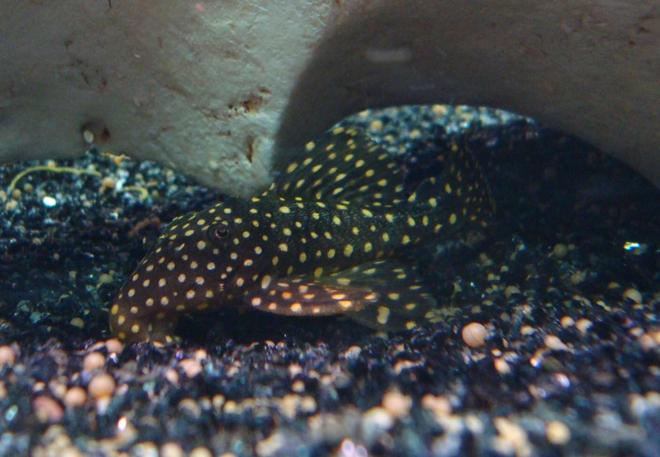 freshwater fish - baryancistrus sp. - gold nugget pleco (l-18) stocking in 138 gallons tank - My Gold Nugget Pleco (L018), best shot i could make.