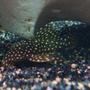 freshwater fish - baryancistrus sp. - gold nugget pleco (l-18) stocking in 138 gallons tank - My Gold Nugget Pleco (L018), best shot i could make.