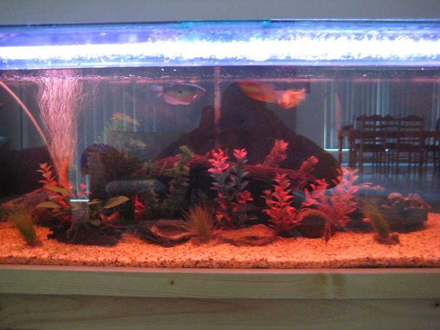 Rated #3452: 75 Gallons Freshwater Fish Tank - 55 Gallons Tank with orange,red and green plants as feature. After 8 weeks and now with 6 clownloach and 3 gouramis.