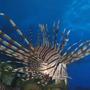 saltwater fish - pterois volitans - volitan lionfish stocking in 75 gallons tank - The Darkness