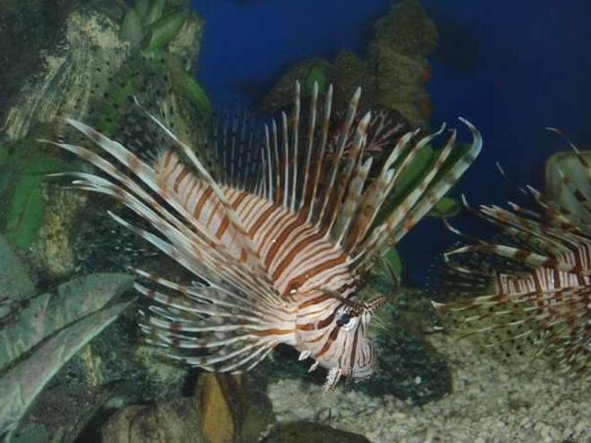 saltwater fish - pterois volitans - volitan lionfish stocking in 75 gallons tank - The Ghost
