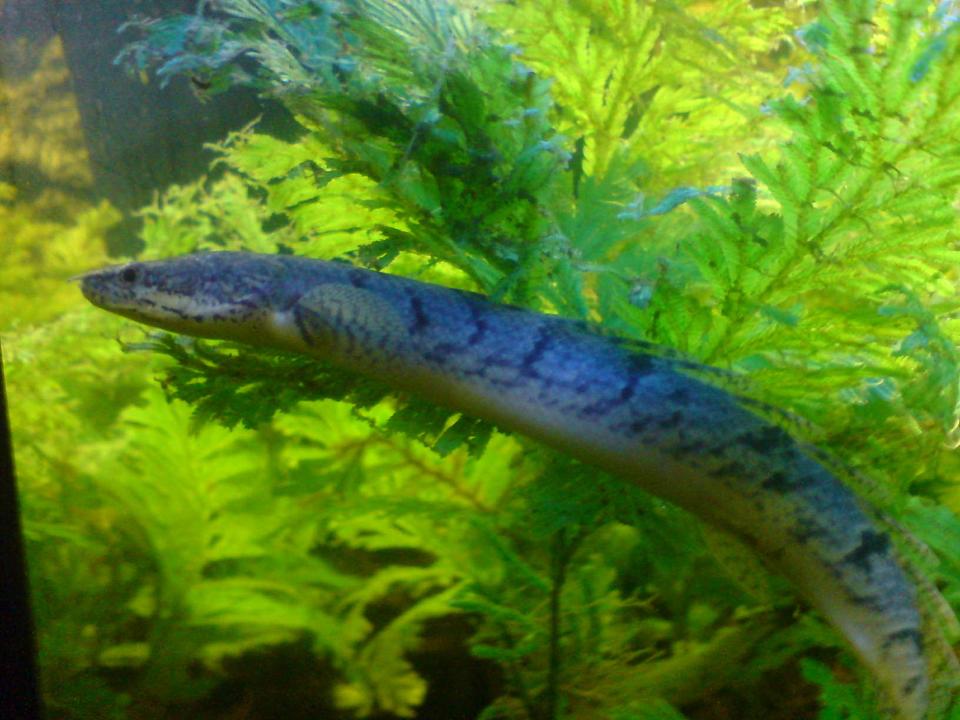 freshwater fish - polypterus delhezi - delhezi bichir stocking in 48 gallons tank - The monster that lies beneath! The stunning Delhezi birchir, is such an interesting species, is currently about 6 inches long, and a joy to have