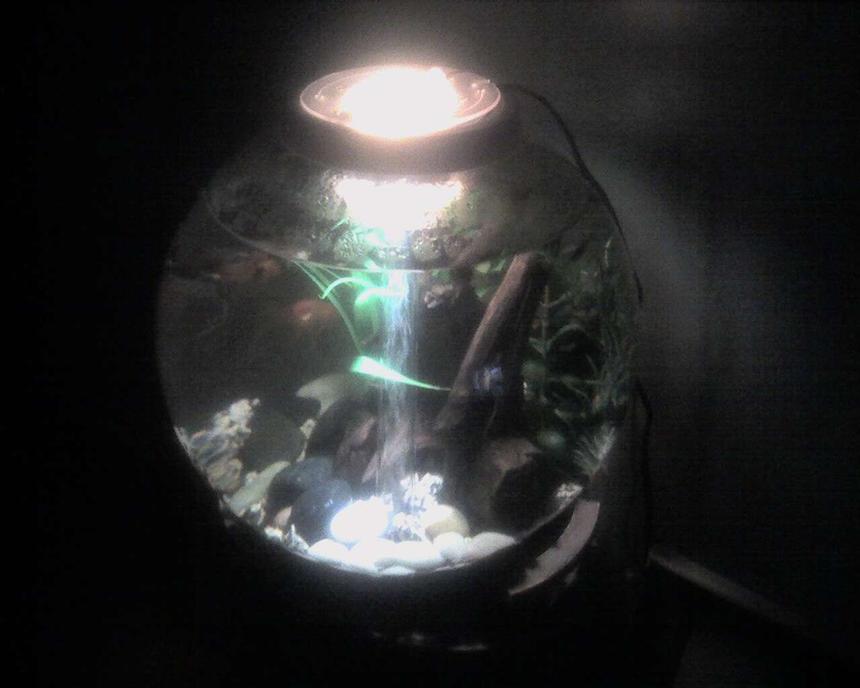 Rated #539: 8 Gallons Freshwater Fish Tank - still working on things