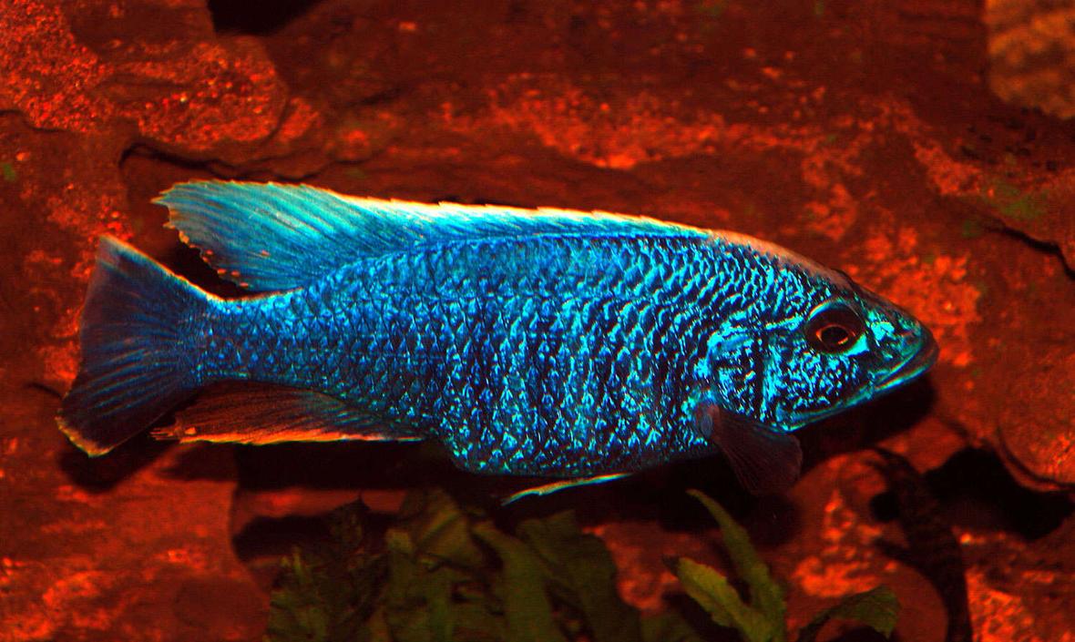 freshwater fish - sciaenochromis fryeri - electric blue hap stocking in 169 gallons tank - Electric Blue