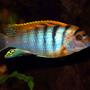 freshwater fish - labidochromis sp. - hongi stocking in 169 gallons tank - Hongi