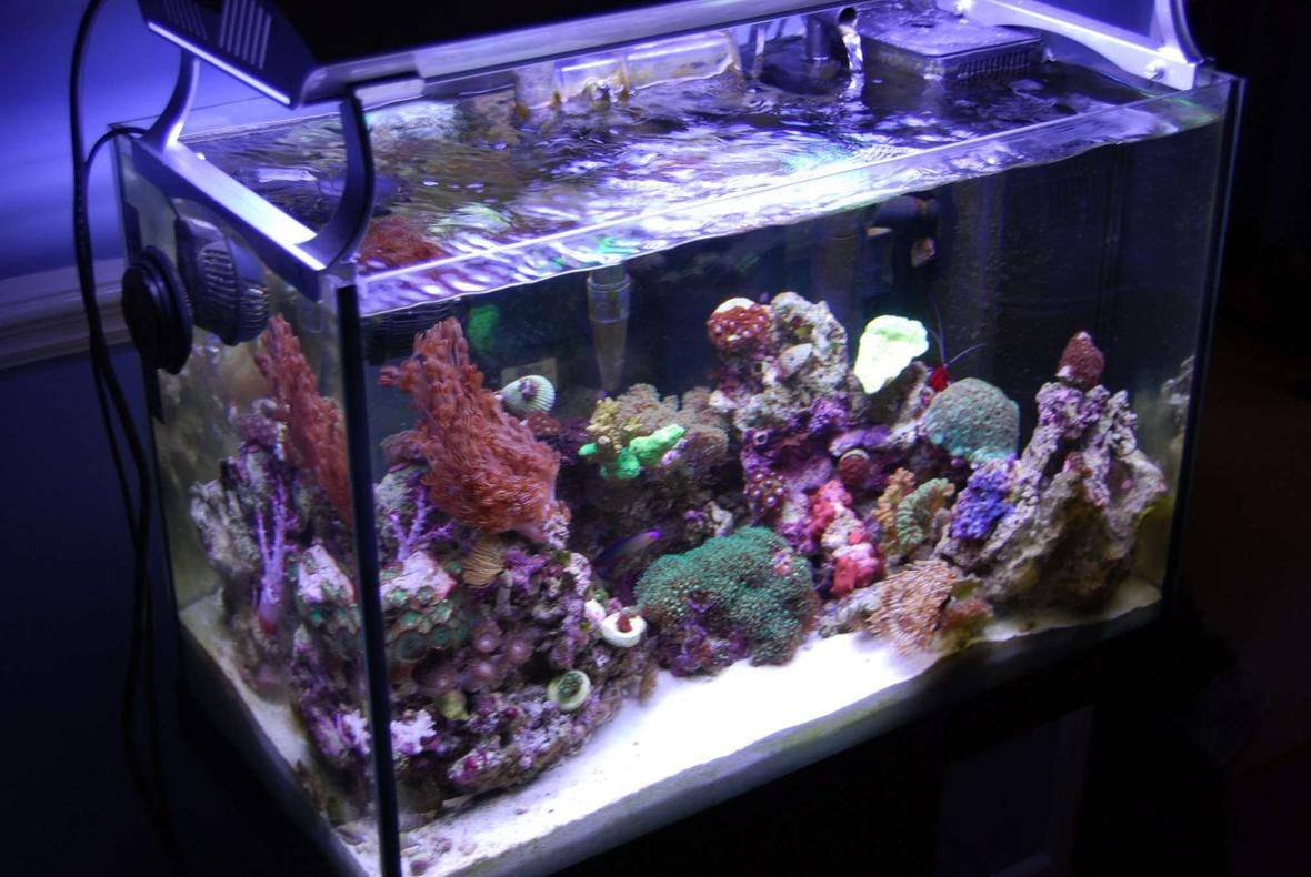 fish tank picture - overhead view
