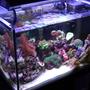 fish tank picture - overhead view