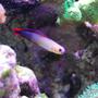 saltwater fish - nemateleotris decora - firefish, purple stocking in 15 gallons tank - Purple Fire Goby