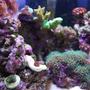fish tank picture - zoomed in view