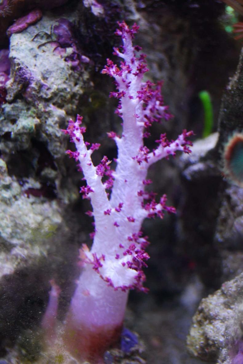 Rated #20: Corals Inverts - Dendronephthya Sp. - Carnation Tree Coral Stocking In 15 Gallons Tank - Soft Tree Coral