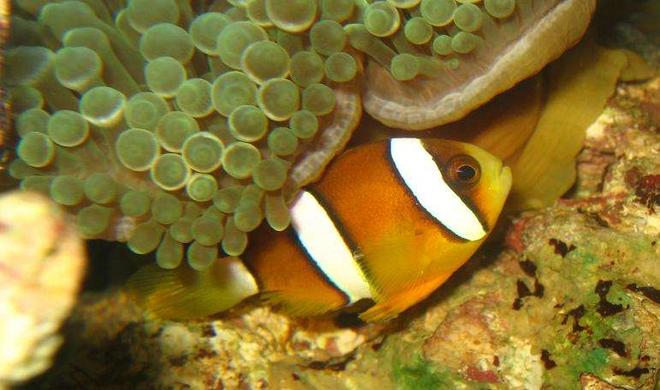 saltwater fish - amphiprion clarkii - clarkii clownfish stocking in 4 gallons tank - Maroon Clownfish