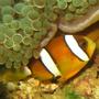 saltwater fish - amphiprion clarkii - clarkii clownfish stocking in 4 gallons tank - Maroon Clownfish