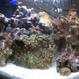 fish tank picture - 2 WEEKS OLD My 16 litre (4 gallon) reef tank : )