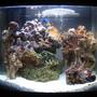 4 gallons saltwater fish tank (mostly fish, little/no live coral) - 2 WEEKS OLD My 16 litre (4 gallon) reef tank : )