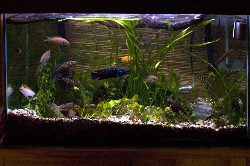 Rated #141: 29 Gallons Planted Tank - New caves and plants in a 29 gallon cichlid tank.
