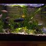 29 gallons planted tank (mostly live plants and fish) - New caves and plants in a 29 gallon cichlid tank.