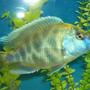 freshwater fish - nimbochromis venustus - venustus cichlid stocking in 42 gallons tank - large male haplochromis venustus. wild caught