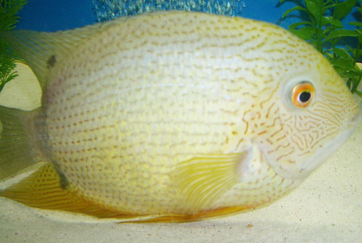 freshwater fish - heros serverus - green severum stocking in 42 gallons tank - severum-green male.