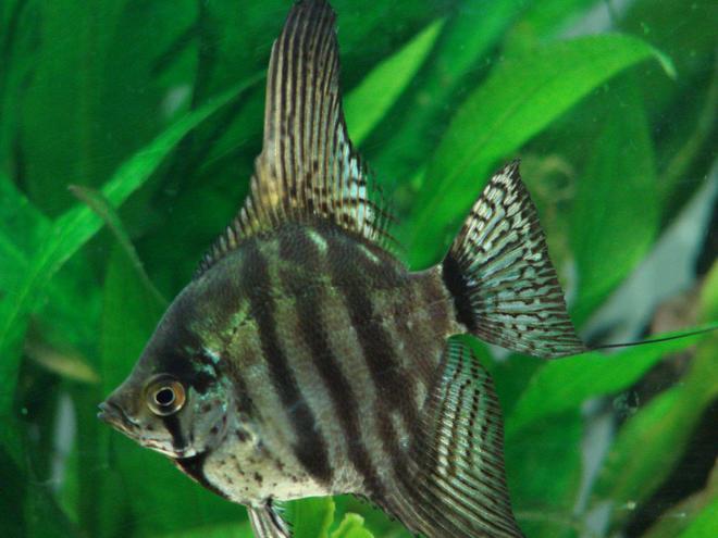 freshwater fish - pterophyllum sp. - smokey leopard veil angel stocking in 200 gallons tank - Smoky Angelfish