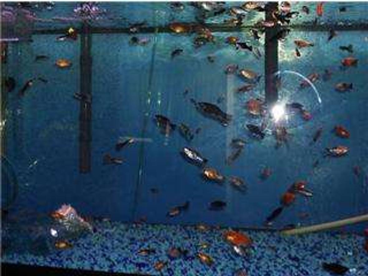 75 gallons freshwater fish tank (mostly fish and non-living decorations) - There is a glass vase in the tank and several slate rock. I have several types of dalmation mollies, balloon mollies, guppies platies gold flaked mollies and sunburst platies and alittle combonation of them all.