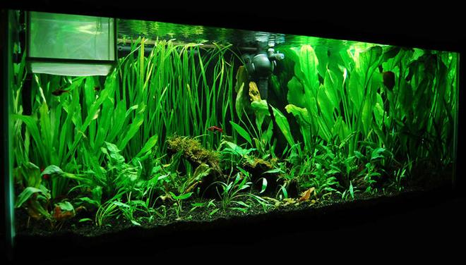 75 gallons planted tank (mostly live plants and fish) - 75 gallon planted tank